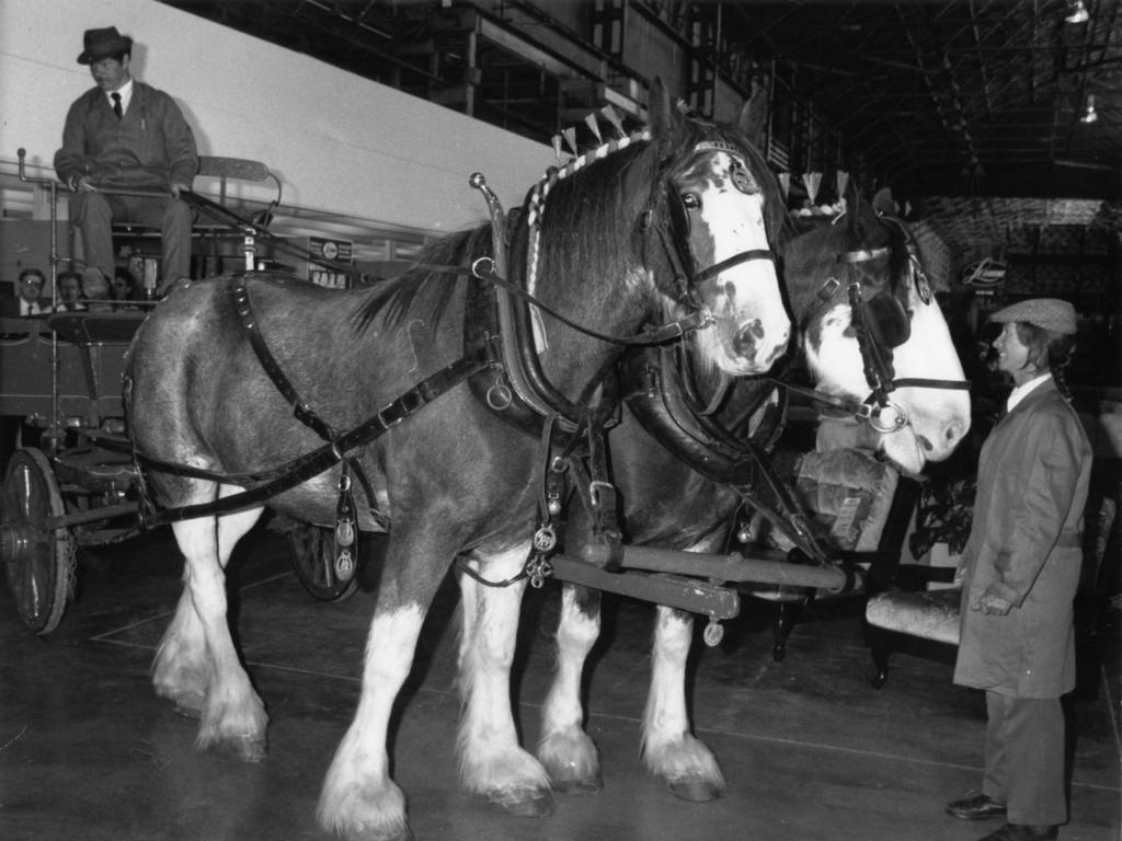 Anne Potter stands in front of her Clydesdale draught horse team after it arrived at the Keswick warehouse of the Le Cornu Furniture Centre on the opening day of the Keswick site’s expansion, April 8,1989.