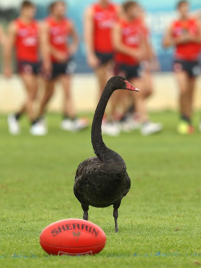 The Swans can’t train at Lakeside Oval at the moment. Picture: Getty Images