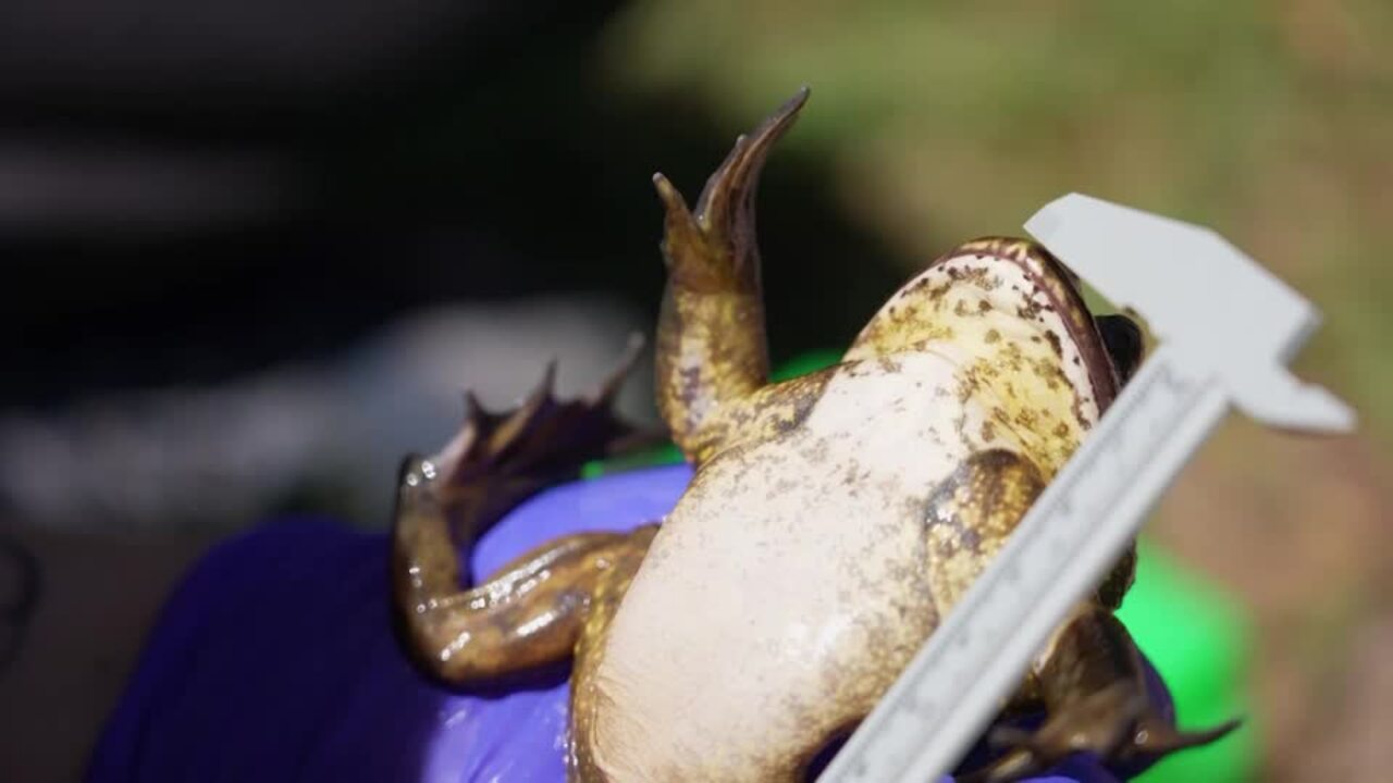 Large Chilean Frog Threatened By Climate Change, Pollution 