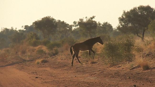 A <s1> file photo of a wild horse seen on the track to Jarra Jarra</s1> where the tragedy happened Picture: Chris Tangey<s1>/Alice Springs </s1>                        <s1>Film and Television</s1>