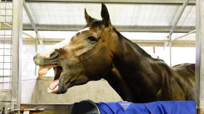 One of the favourites Trapeze Artist thought the debacle was a laughing matter. Picture: Jenny Evans