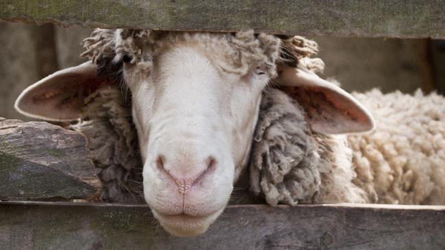 Agriculture Victoria received 951 complaints about animal cruelty in 2020-21. File picture: istock