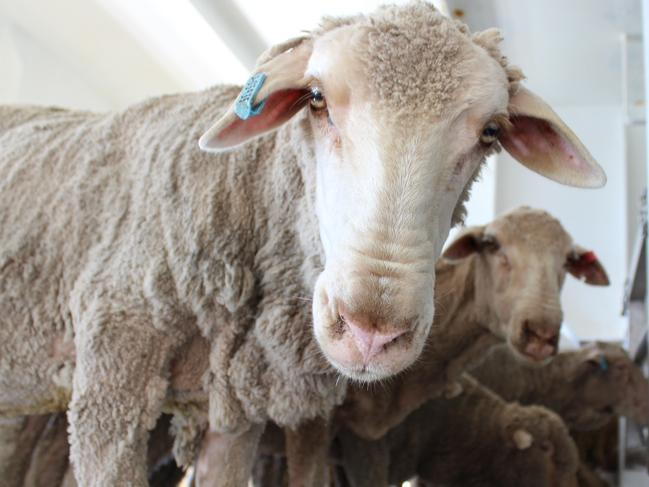 Live sheep exports. Picture: supplied