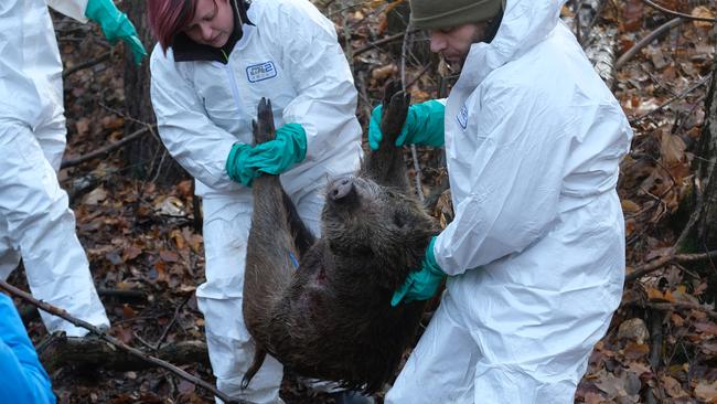 Workers recover a dead boar during an animal disease drill aimed at preparing Saxony's officials to a possible outbreak of the African swine fever. Picture: Sebastian Willnow/DPA/AFP