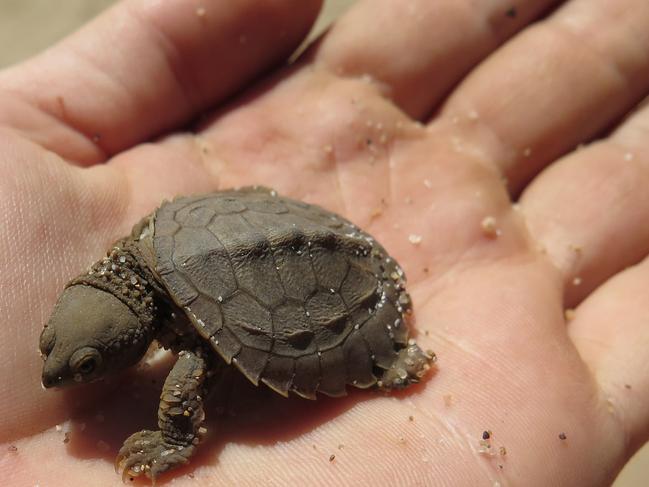 The Fitzroy River Turtle, otherwise known as the \\"bum-breathing turtle\\" has had a successful breeding season with an estimated 3500 hatchlings entering their native waterway.Photo Greening Australia