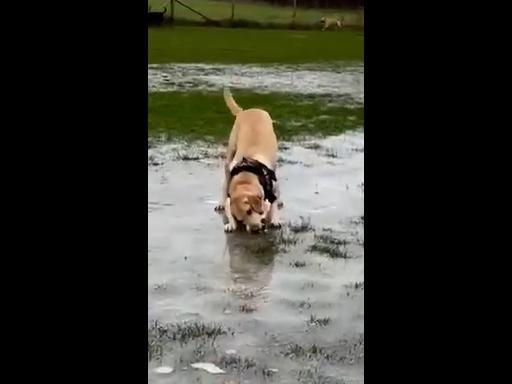 Adorable dog tries getting tennis ball stuck in ice