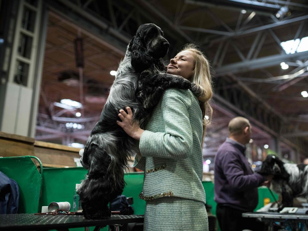 A woman cuddles her cocker spaniel dog as she grooms it on the first day of the Crufts dog show at the National Exhibition Centre. Picture: AFP