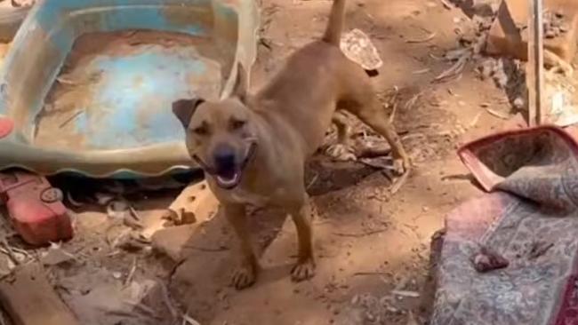 The RSPCA is investigating a Salisbury North home after dogs were left without shade or clean water in the extreme heat. Picture: 7NEWS Adelaide