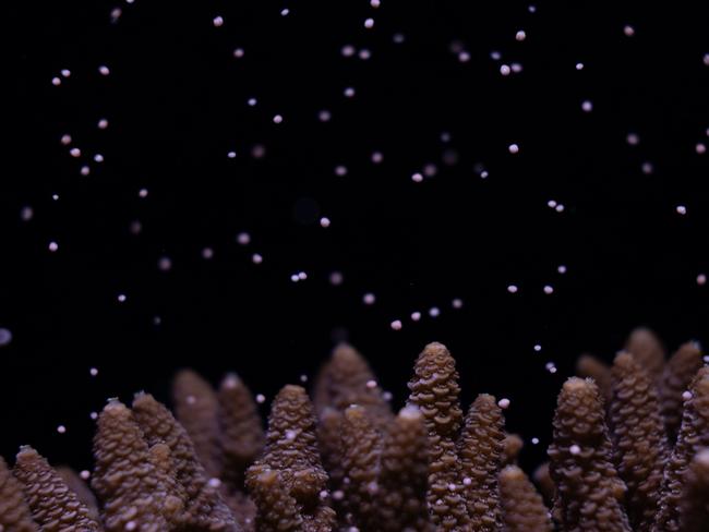 EMBARGO FOR TWAM, 01 FEBRUARY 2025. FEE MAY APPLY. Coral, Acropora millepora, releasing egg sperm bundles during a planned spawning event at Horniman Museum and Gardens. Photo: Jamie Craggs, Horniman Museum and Gardens.