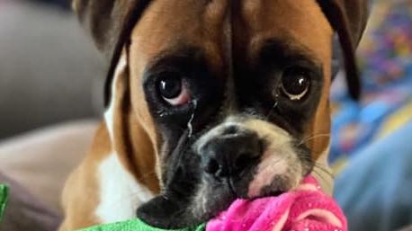 This is Nami the boxer from Oxenford. It is lucky she is cute because she is a lil bit naughty!