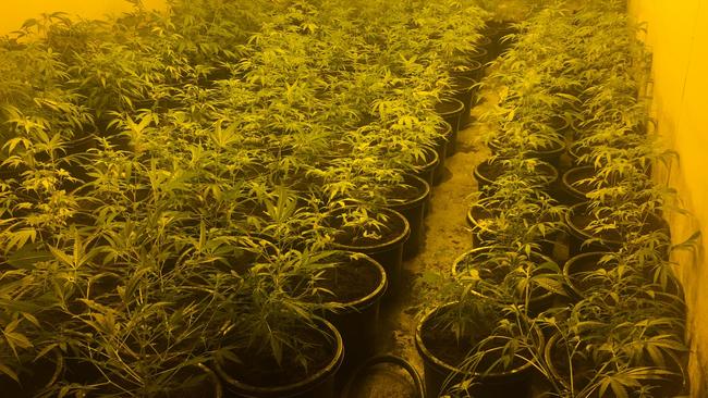 Police have uncovered a hydroponic cannabis crop at Smithfield. Picture: SA Police