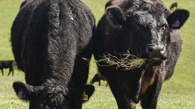 Angus genetics make up almost half of the national herd. Picture: Dannika Bonser.