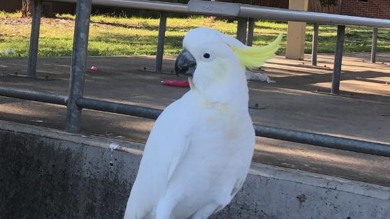 The savvy cockatoo who shared by works burger at Panania Public School. Picture: Lawrence Machado