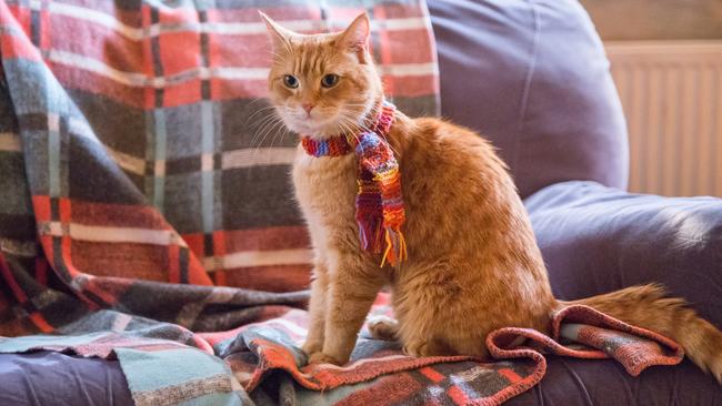 One of the seven moggies who play the title role in A Street Cat Named Bob