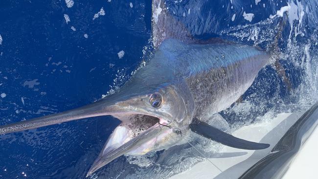 A black martin by the side of the boat during the iFish marlin expedition off the Gold Coast. Picture: iFish