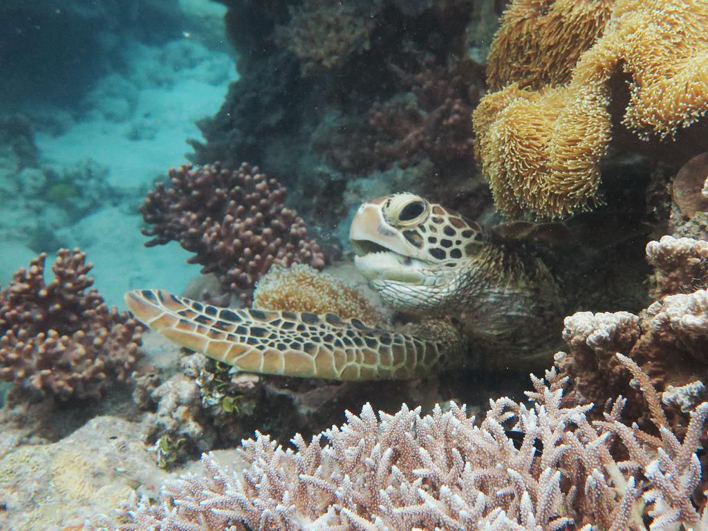 There are only a few large nesting populations of the green turtles left in the world. Photo: Brendan Radke