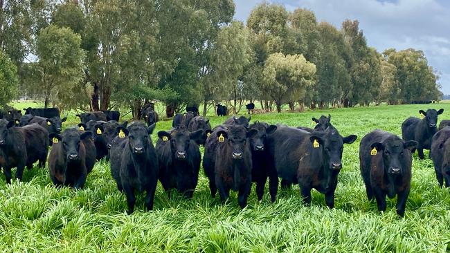 Jemalong Station has been used for various cropping pursuits as well as beef cattle, wool and lamb production.