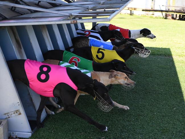 EVEN START: The dogs are away in race one at Bundaberg Greyhound track.