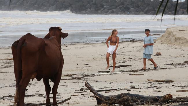 The cow looks on. Picture Glenn Hampson