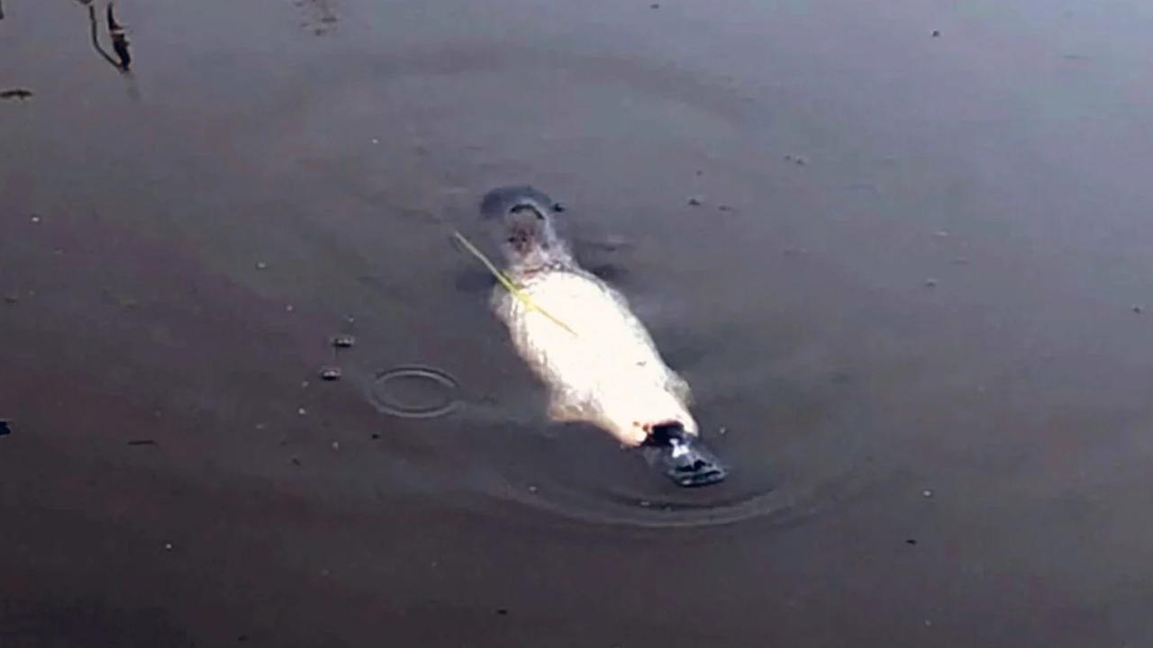 The leucistic platypus observed by the University of New England researchers. Picture: Louise Streeting