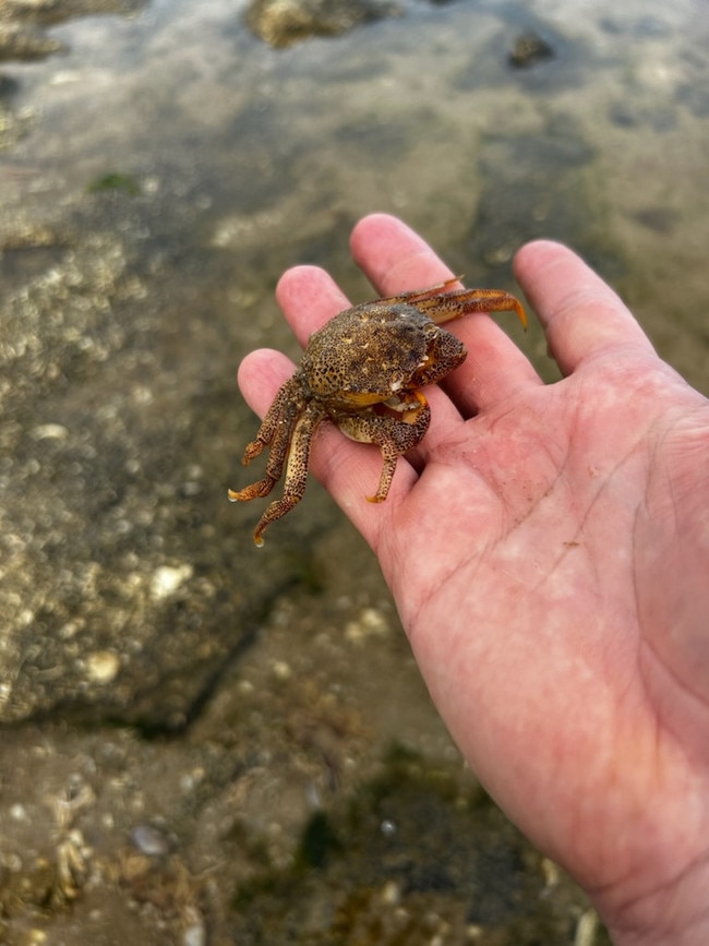 Marine creatures including hundreds of fish have died in the Coorong after the algal bloom spread there. Picture: Supplied