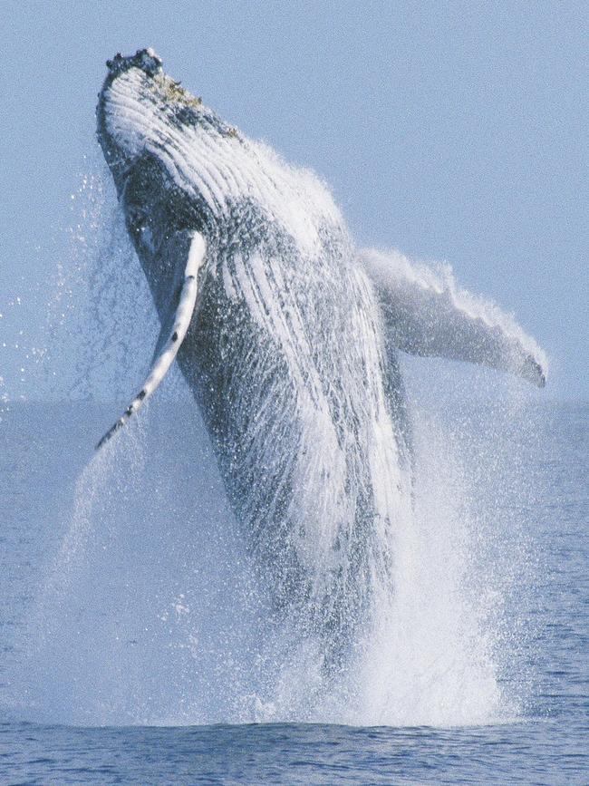 The Oceania Project's Dr Trish Franklin captures a humpback whale breaching.