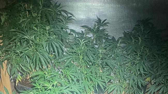 Man arrested after cannabis crop found at Virginia. Picture: SA Police