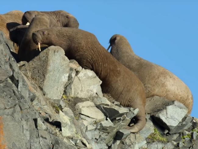 Behind the scenes of walrus' as seen in Our Planet on Netflix.