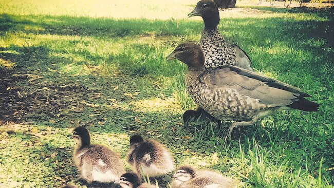 Ducklings at the Botanic Garden.