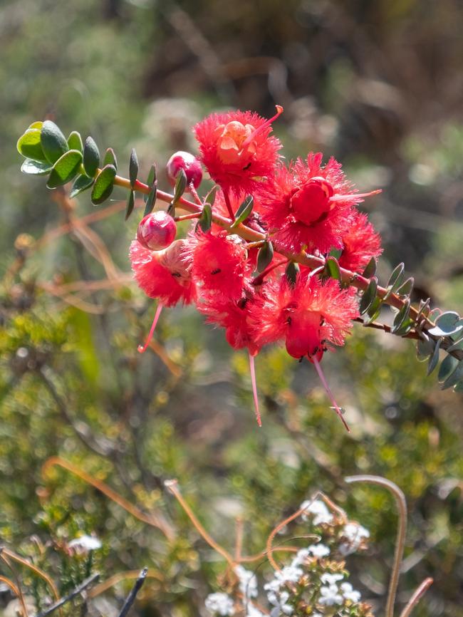 Scarlet feather flower. Picture: Carolyn Beasley