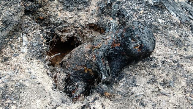 A bushwalker found a burned Tasmanian devil in the Central Highlands. Believed to be burned because of burning and logging activities. Pic via Bob Brown Foundation.