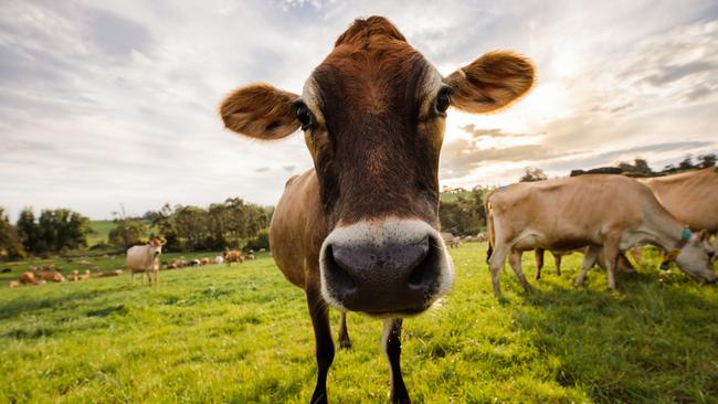 Gippsland’s culinary delights are udderly delightful.