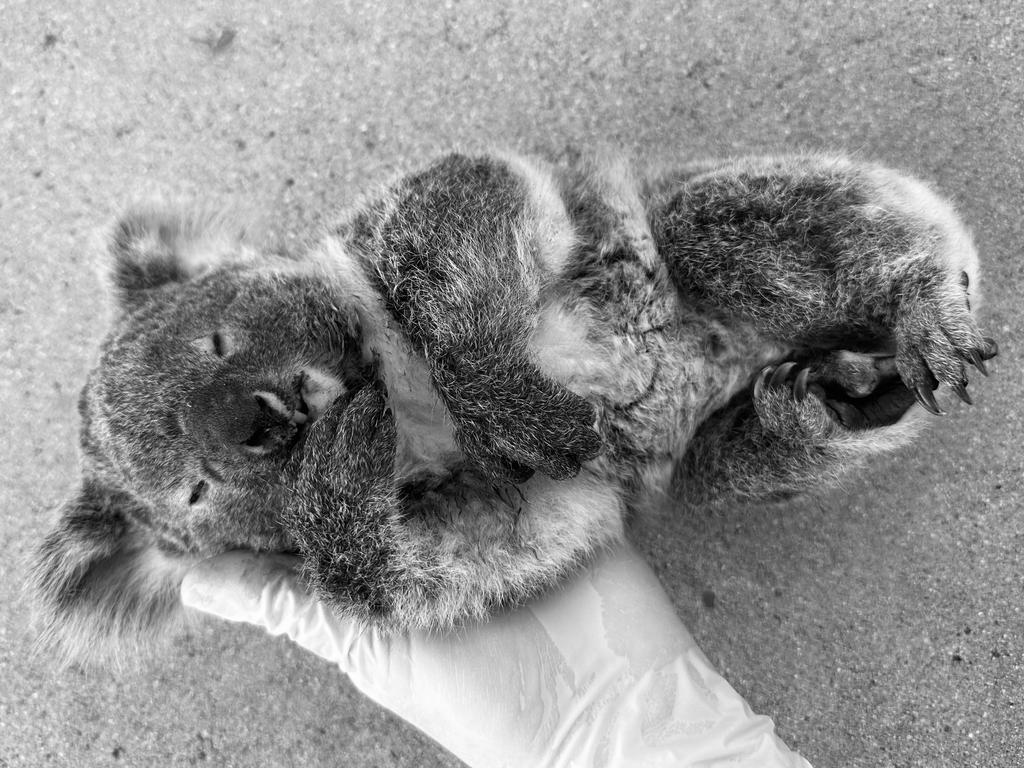 At least 145 koalas were killed on the Peak Downs Highway near Mackay, Queensland in 2023. The road connects Mackay to the Bowen Basin coal mines out west. Picture: Supplied/CQ University