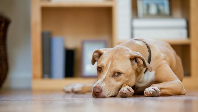 A pet’s bond with their owners is the foundation of their trust and feelings of safety and comfort. Picture: istock