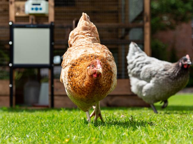 The ChickenGuard Locking Combi Premium is a smart device that locks the door of the chicken coop at night and unlocks it in the morning, automatically.