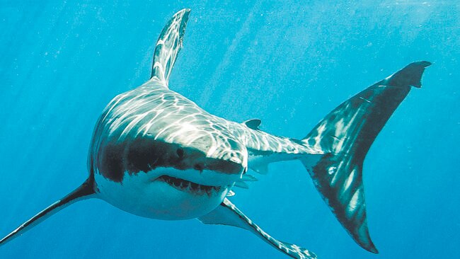 Great white shark with its main four fins swimming in the Pacific Ocean at Guadalupe Island in Mexico