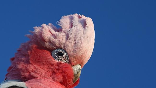 Sixty-two galahs were among the 1600-plus fatalities recorded in aircraft incidents in Australia last year.