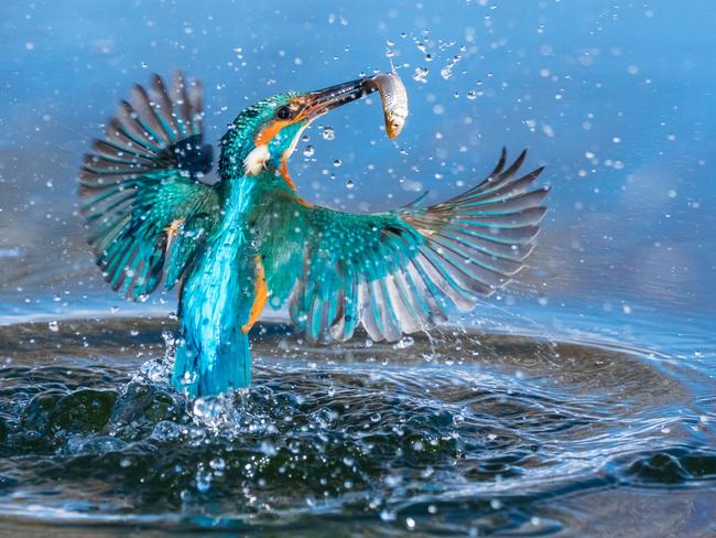 Swirl, Kovitlanje ... The image Swirl was taken at a local pond near Palovec. It shows the moment when small bird kingfisher flies out of water with a little fish in his beak. Picture: Petar Sabol, Croatia, 1st Place, National Awards, 2017 Sony World Photography Awards