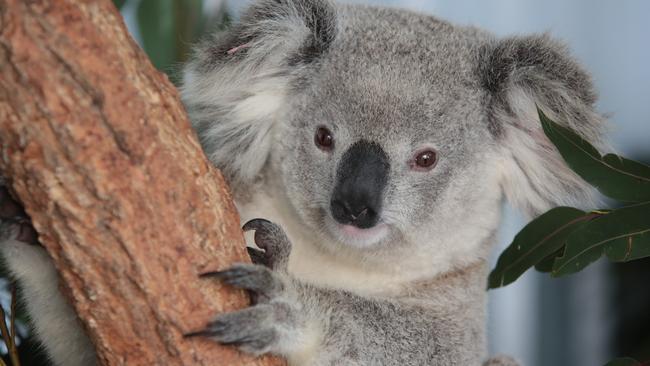 A two-year-old female Koala Kenzie that was rescued by WIRES.