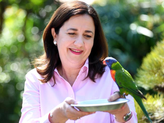 GOLD COAST, AUSTRALIA - NewsWire Photos - OCTOBER 29, 2020.Queensland Premier Annastacia Palaszczuk feeds a rainbow lorikeet during a visit to Currumbin Wildlife Sanctuary on the Gold Coast, as she campaign ahead of the state election on October 31.Picture: NCA NewsWire / Dan Peled