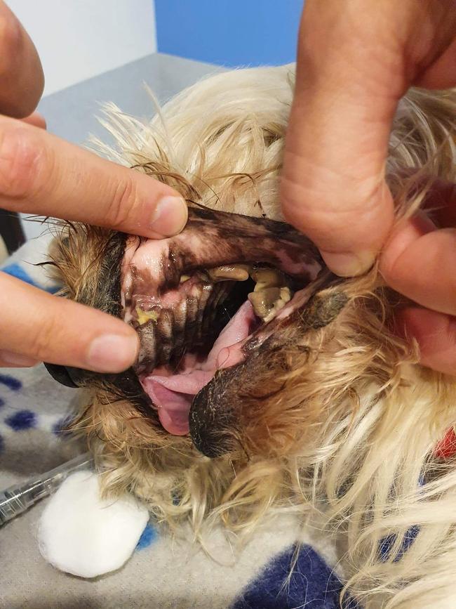 Bruiser the 12-year-old Maltese cross Shih tzu’s mouth was so rotten, that you could smell him a metre away.