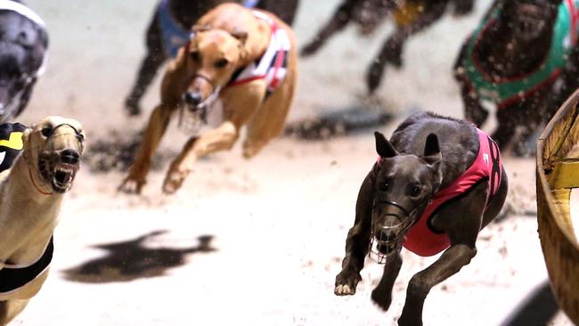 wentworth park dogs tonight