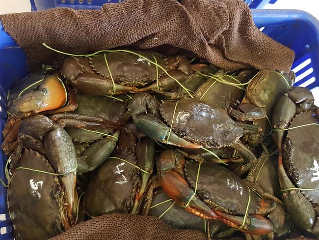 Undersized mud crabs seized by the NT Water Police, during a routine check. File Picture: NT Police