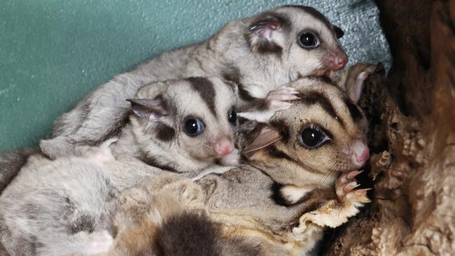 It’s estimated that around 1,500 mahogany gliders live in the wild currently. (Image: Brendan Radke)