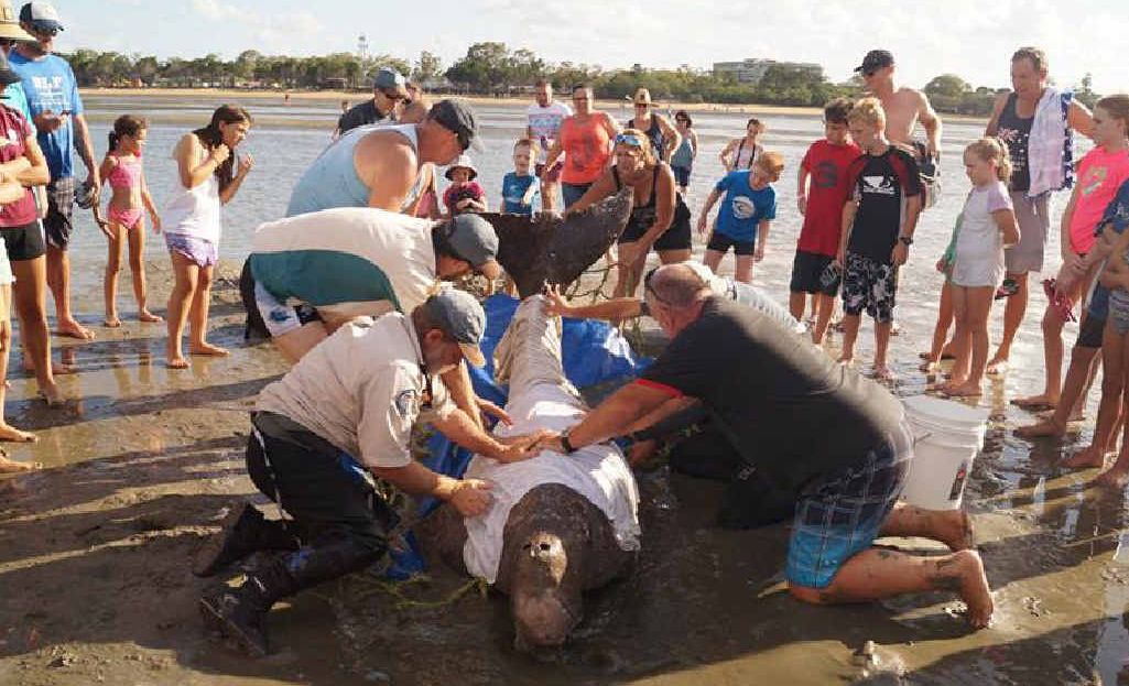 Dugong saved by quick-thinking locals and holidaymakers | The Courier Mail