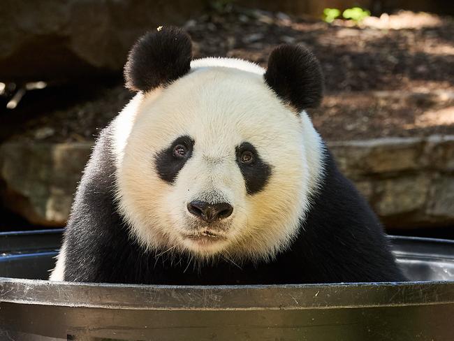 Wang Wang, the panda enjoying an ice pool at the Adelaide Zoo in Adelaide, Tuesday, Feb. 21, 2023. Picture: Matt Loxton