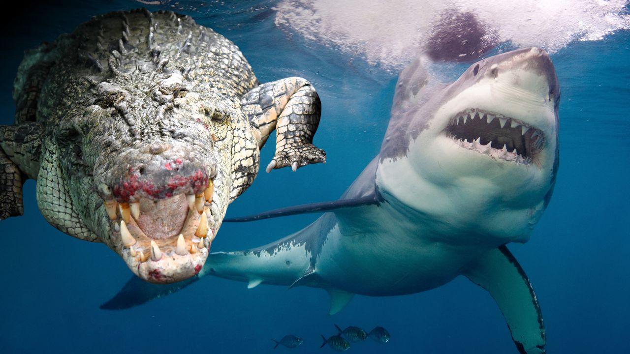 What’s driving our extreme fear of sharks and crocodiles