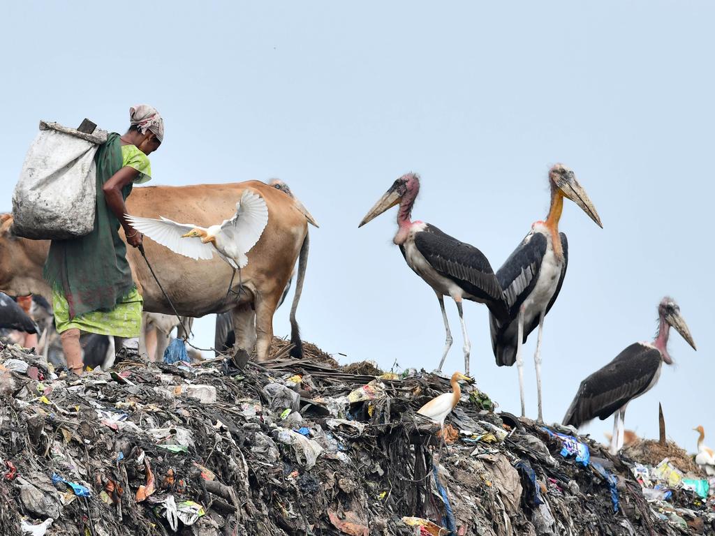 A rag picker looks for recyclable material alongside a group of storks stand, at one of the largest disposal sites in north-east India, ahead of the 'World Environment Day' in Boragaon area of Guwahati on June 4, 2018. Picture: Biju Boro/AFP