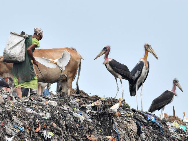 A rag picker looks for recyclable material alongside a group of storks stand, at one of the largest disposal sites in north-east India, ahead of the 'World Environment Day' in Boragaon area of Guwahati on June 4, 2018. Picture: Biju Boro/AFP