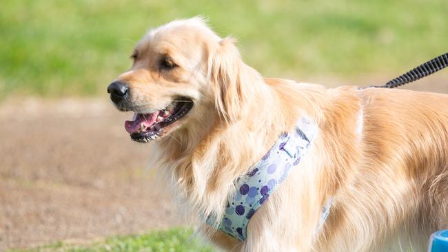 Dog walkers and their dogs at the million paws walk at Queens Domain in Hobart in Sunday 25th May 2025. Picture: Linda Higginson